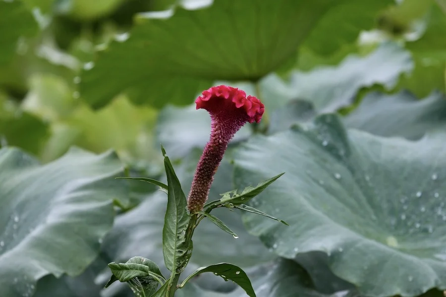 DSCF2218.webp