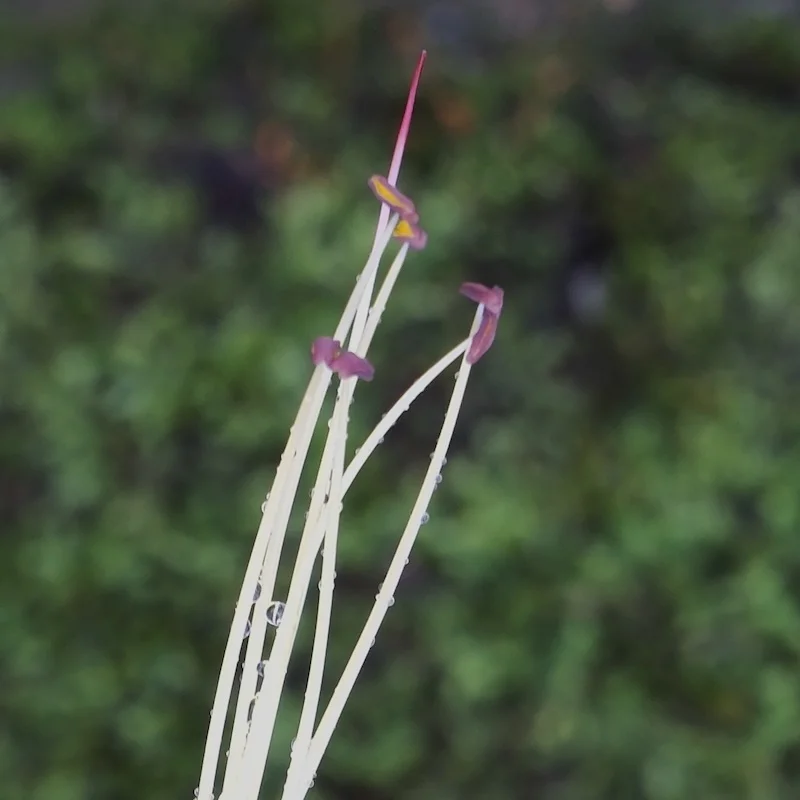 DSCF2236.webp