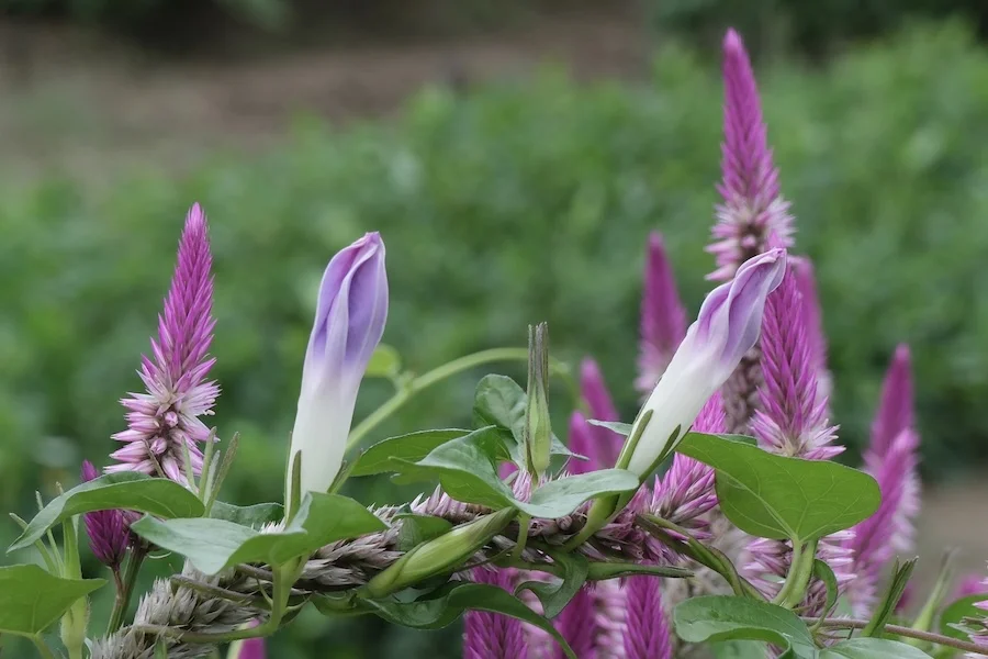 DSCF2253.webp
