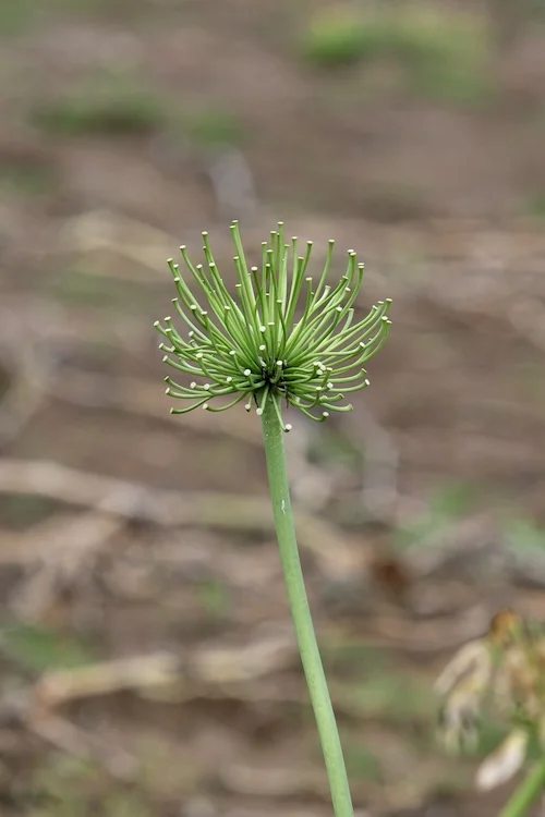 DSCF2340.webp