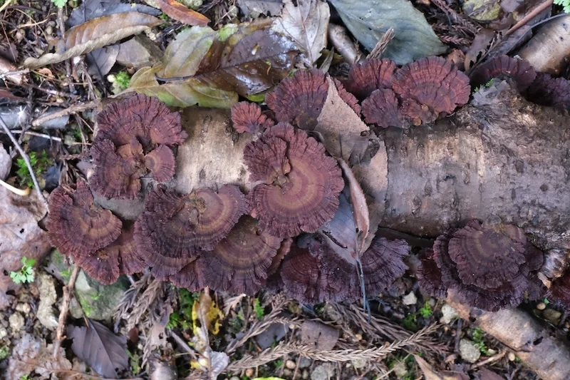 DSCF2537.webp