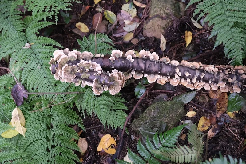 DSCF2539.webp