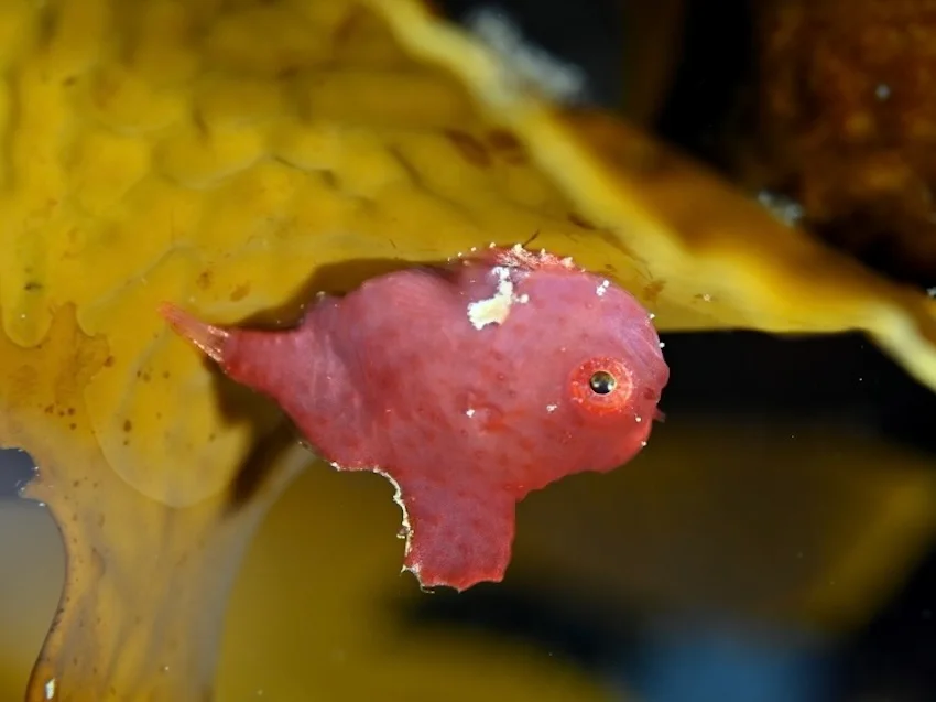 dwarf-lumpfish.webp
