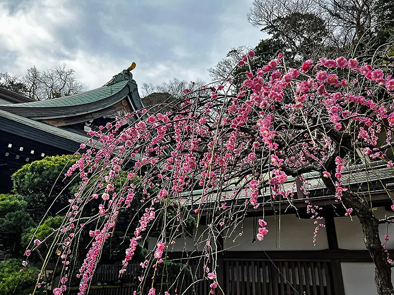 enoshima01.jpg