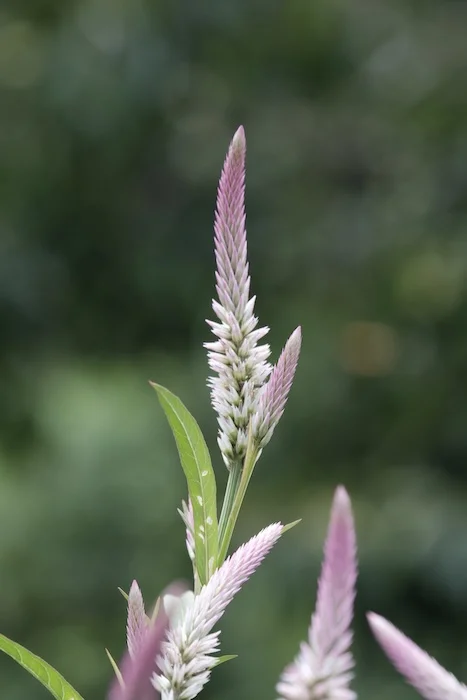feather.JPG