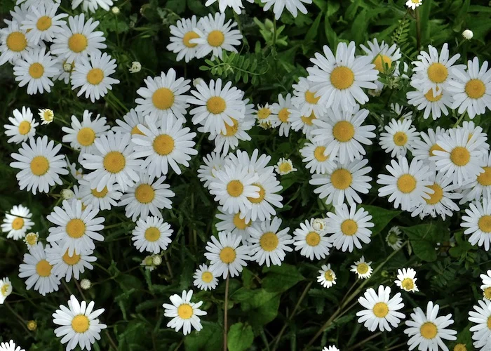flowers.JPG