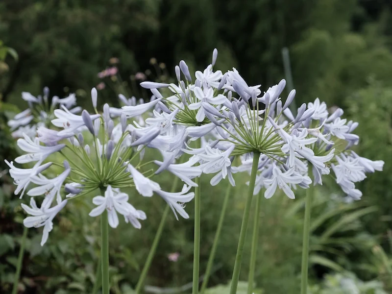 flowers1.JPG