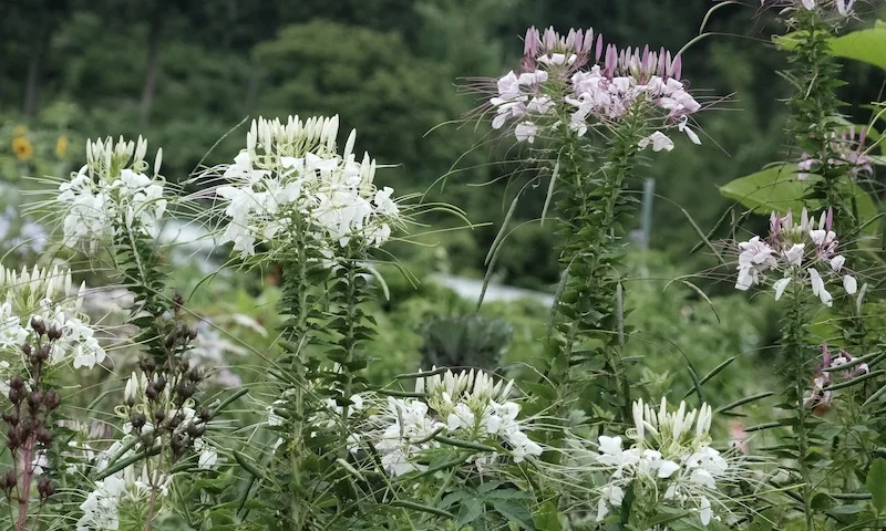flowers2.JPG