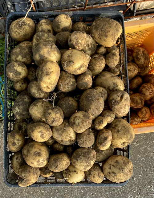 fresh potatos.jpeg