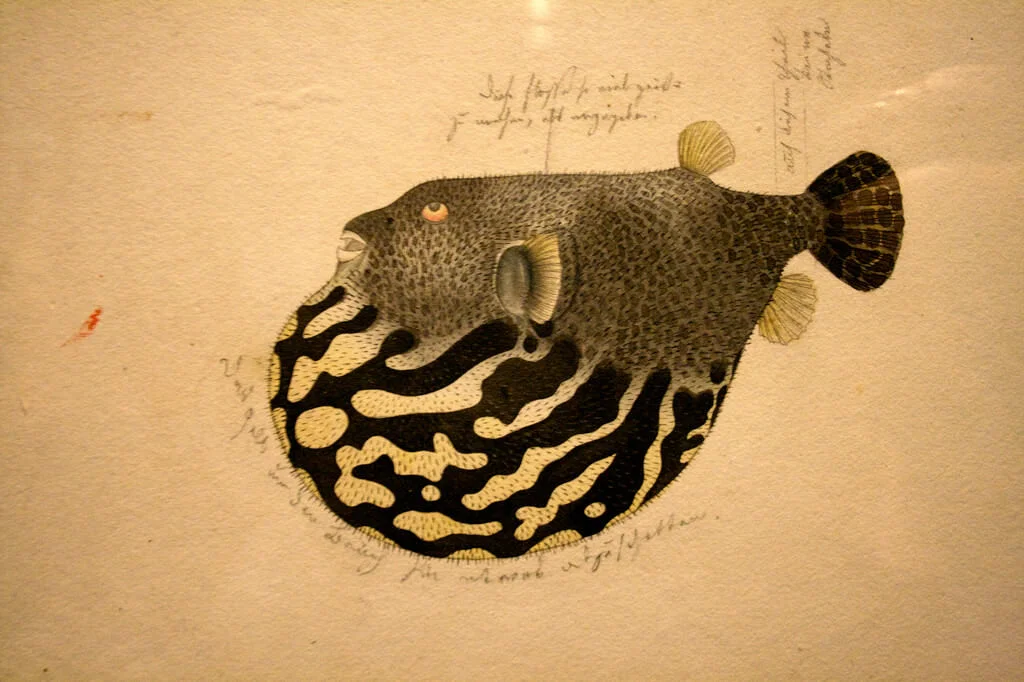 Fugu
