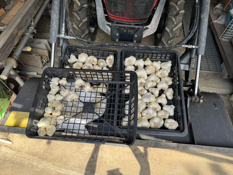 garlic3.webp