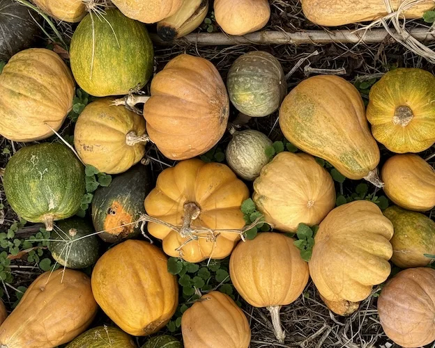 gourds.JPG