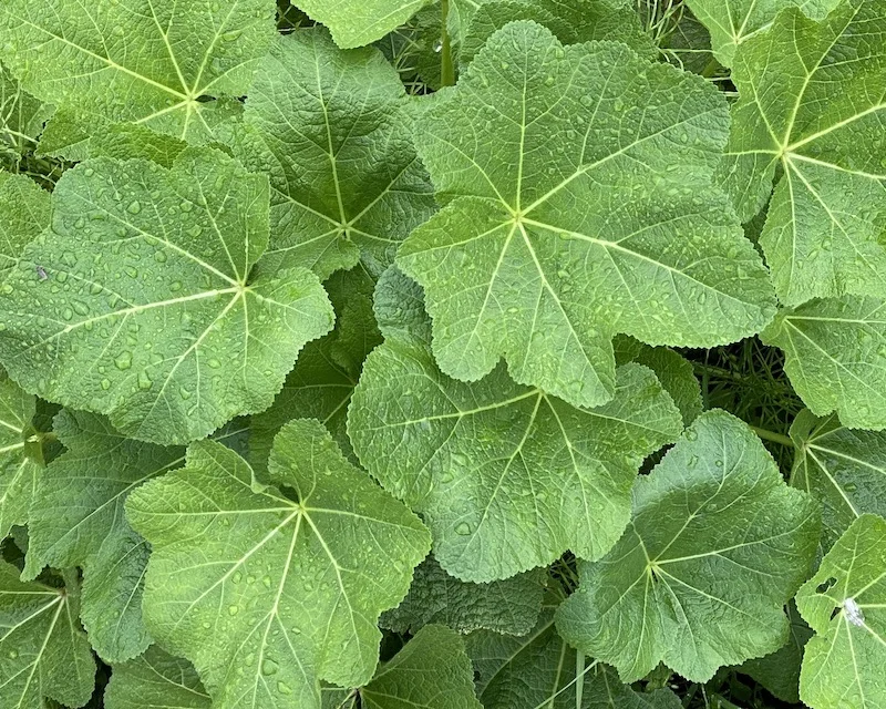 green.JPG