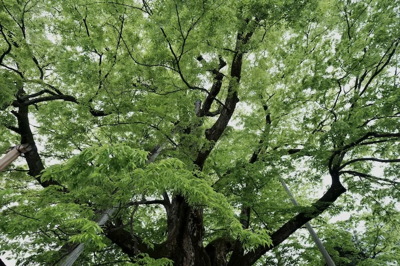 green.JPG