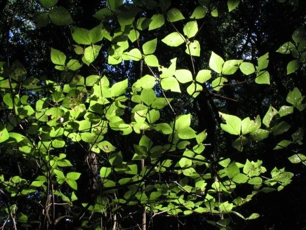 Green leaves
