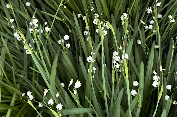 green.webp