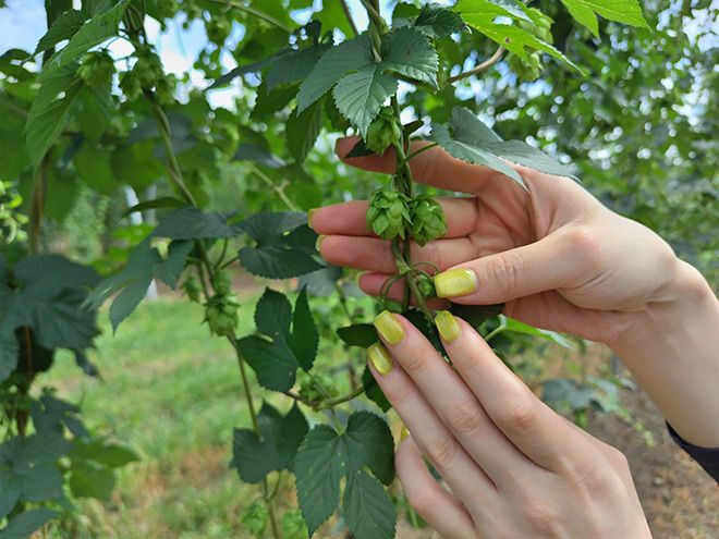 Heat-tolerant Hersbrucker hops