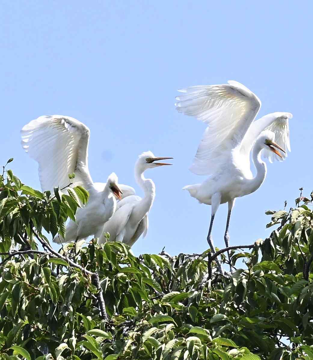 Herons in Toyama