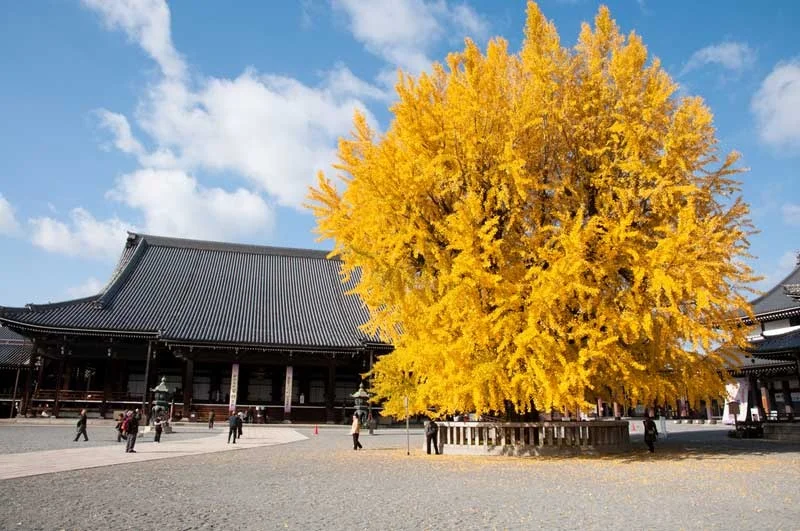 Honganji Temple