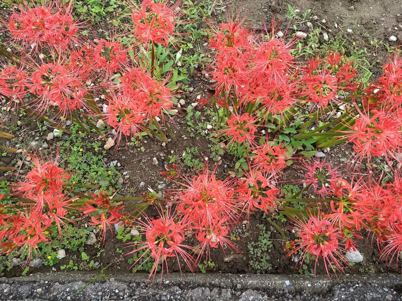 IMG_20180927_112154158.jpg