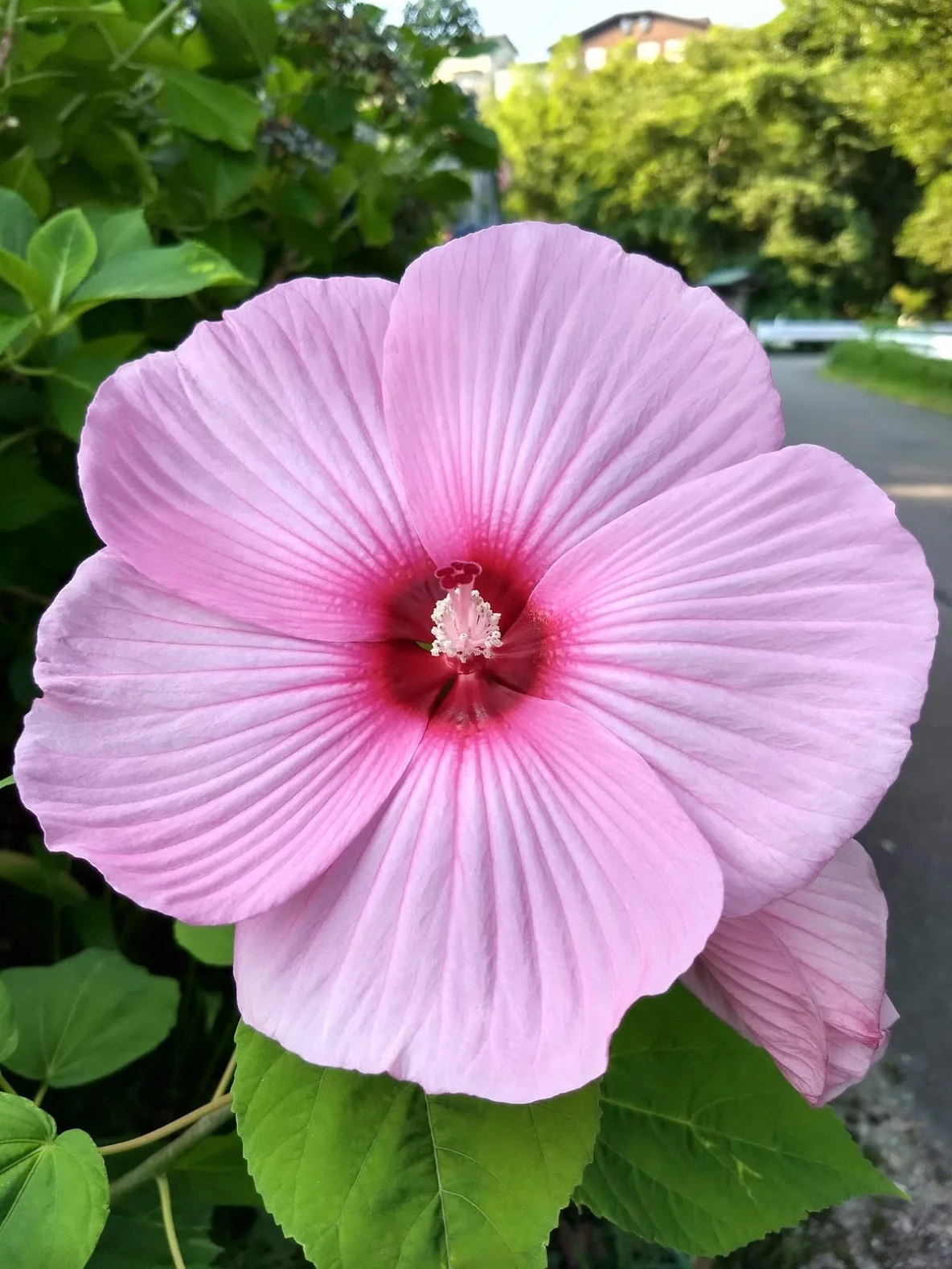 IMG_20190803_070737553_HDR.jpg