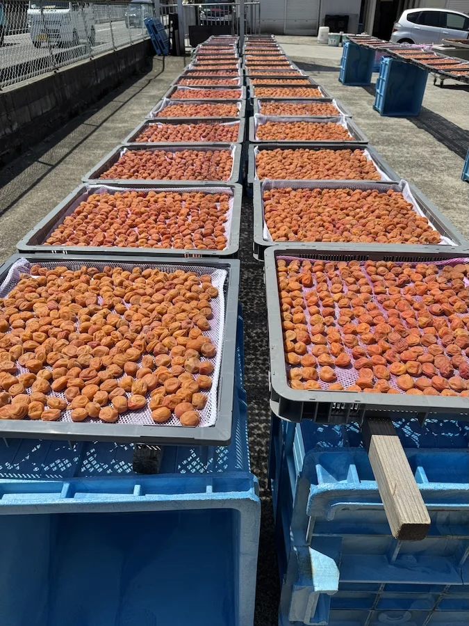 IMG_5678.webp