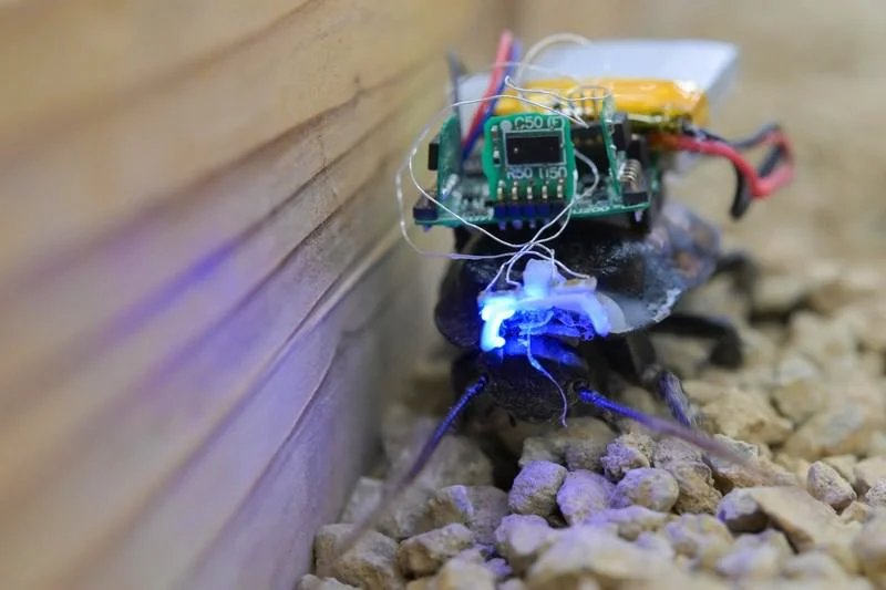 insect-cyborg.webp
