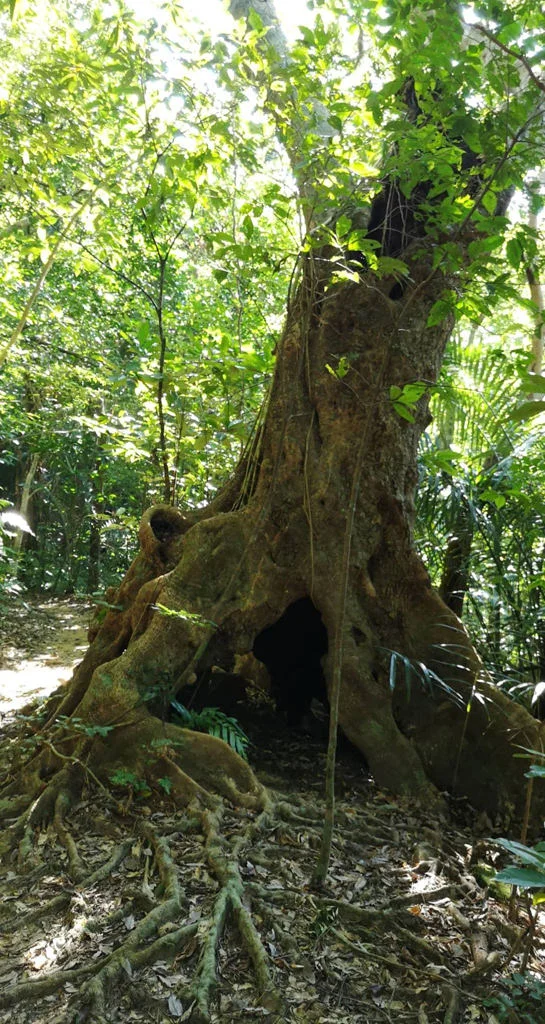 Iriomote National Park