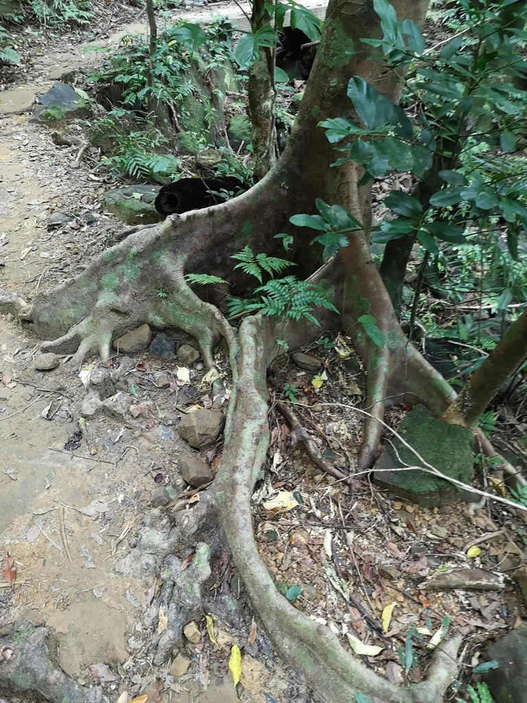 Iriomote National Park