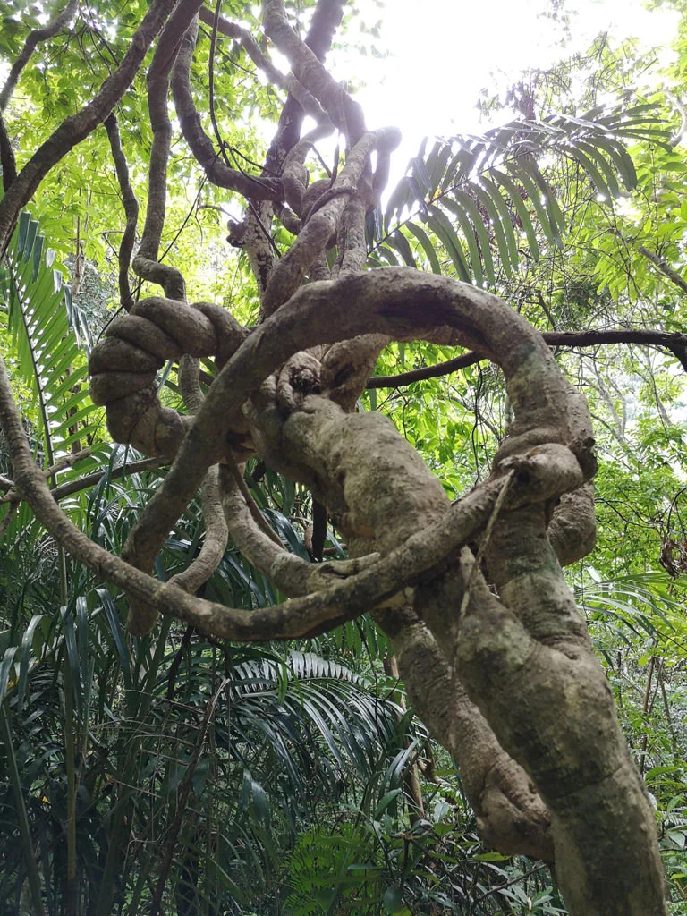 Iriomote National Park
