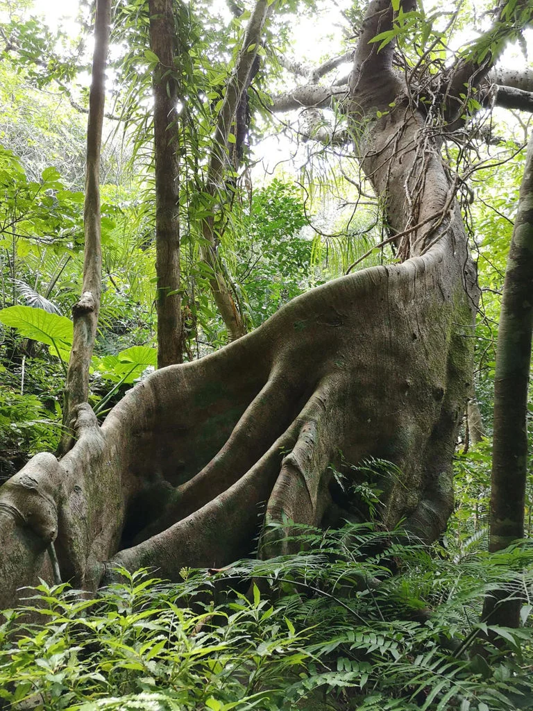 Iriomote National Park