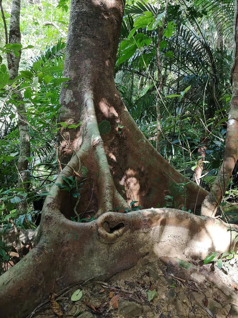 Iriomote National Park