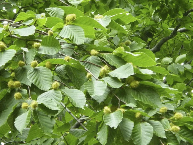 japanese-beech-nuts.webp