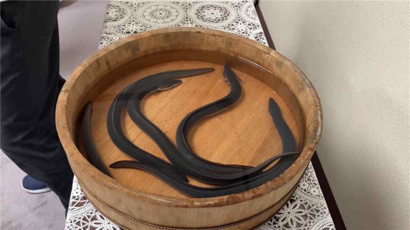 Japanese eels