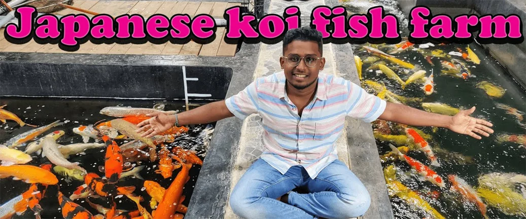 koi.webp