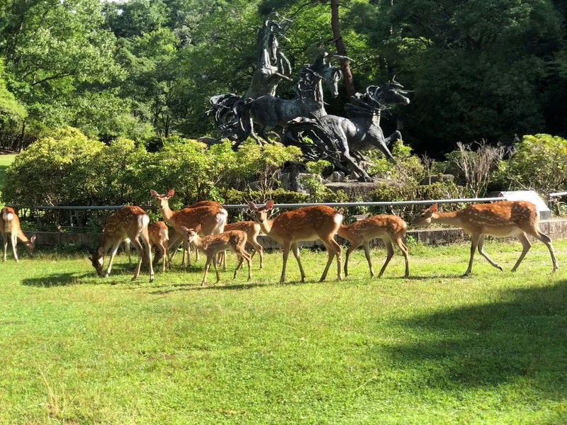 kyoto-deer.webp