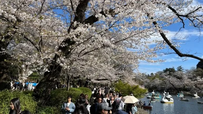 lake-inokashira.webp