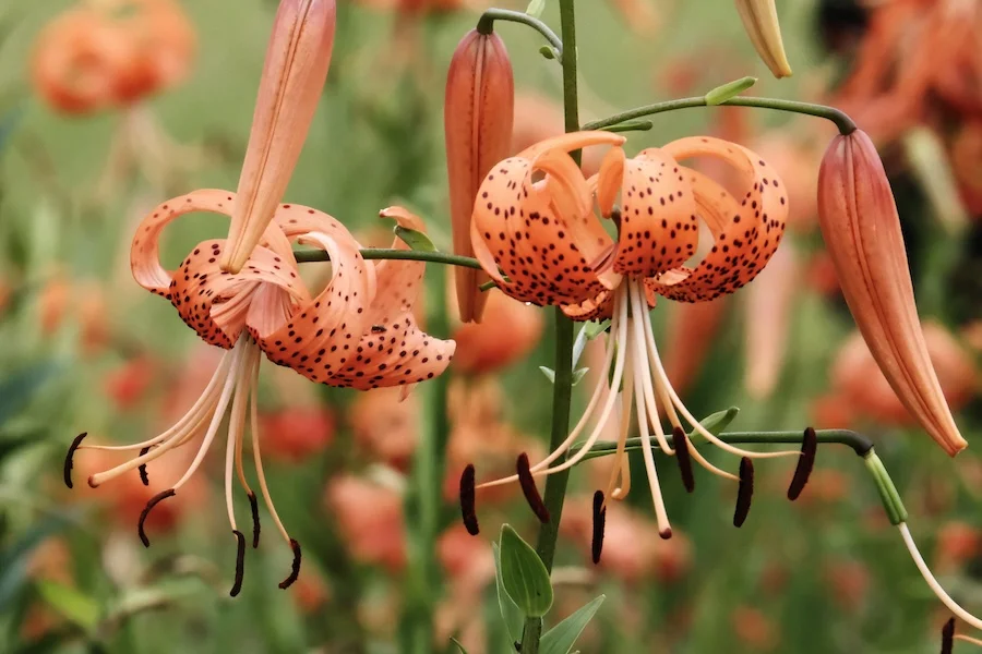 lilies.JPG