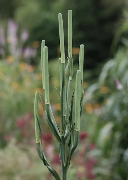 lily-2.JPG