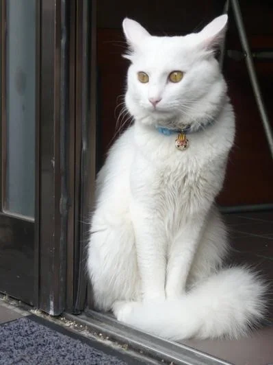Lovely kitty!