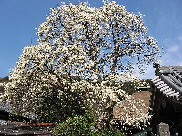 Magnolia