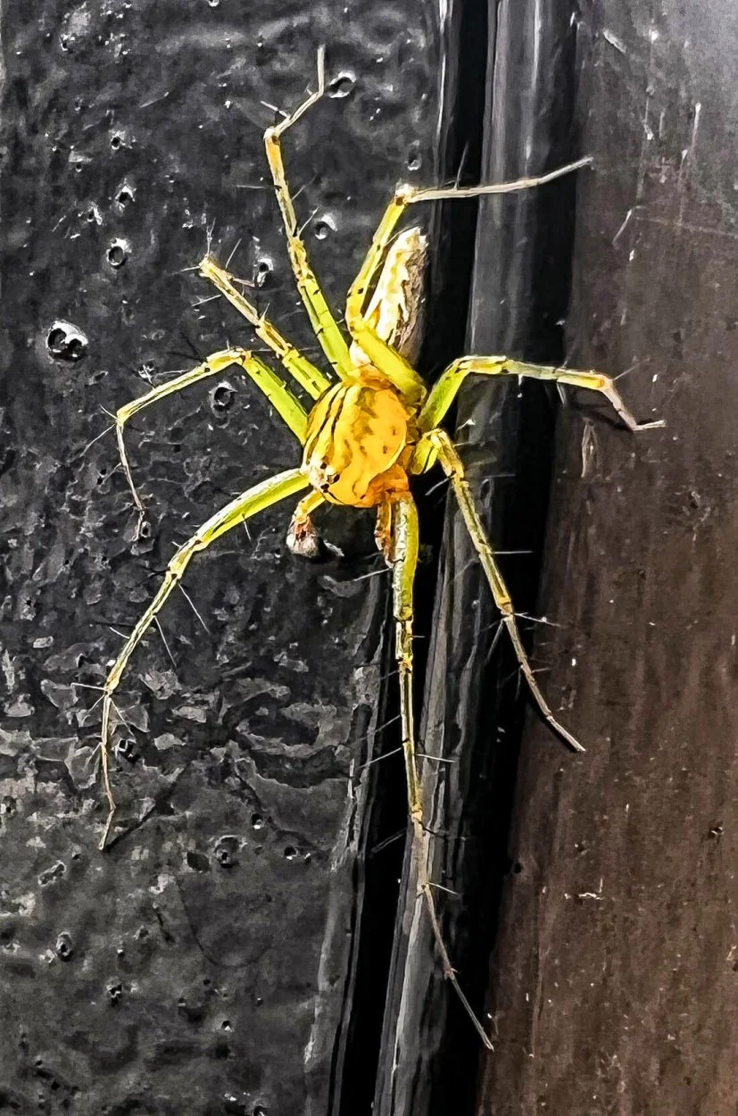 mailbox-critter.jpg