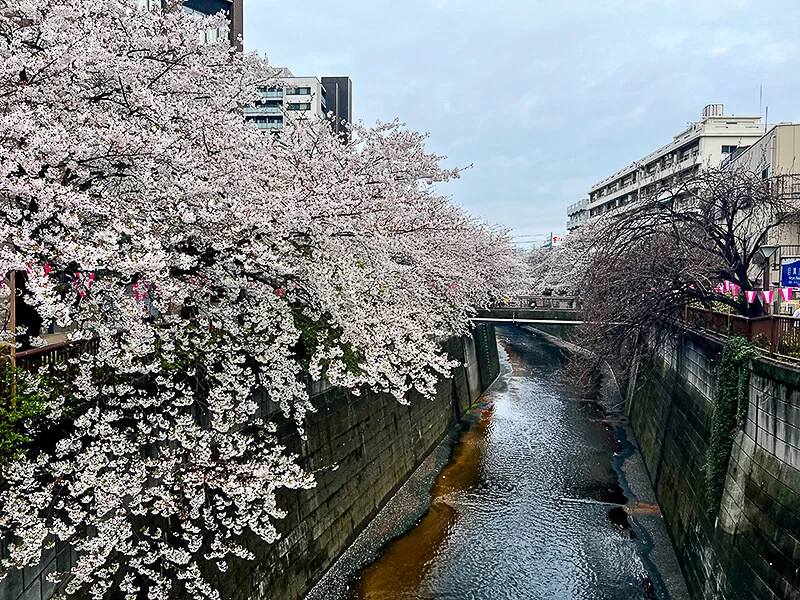 meguro01.jpg