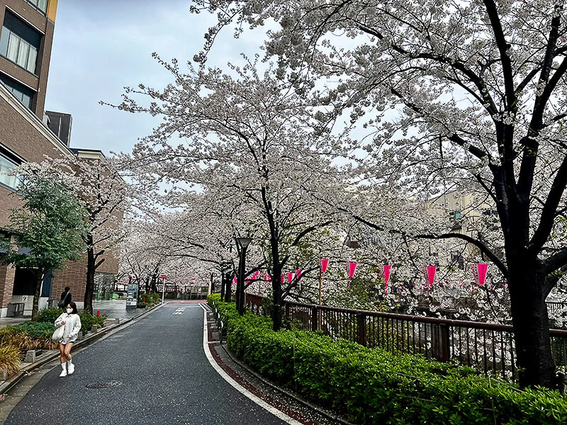 meguro03.jpg