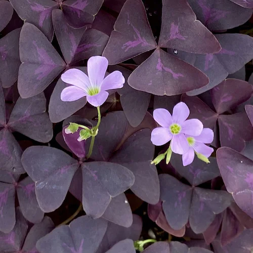 mini purple.jpeg