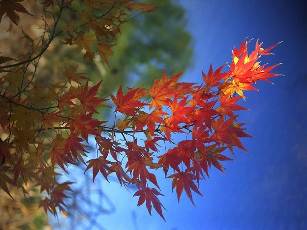 Momiji in Ritsurin Koen