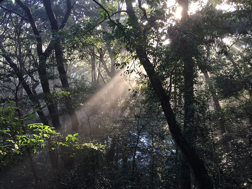 Morning sun