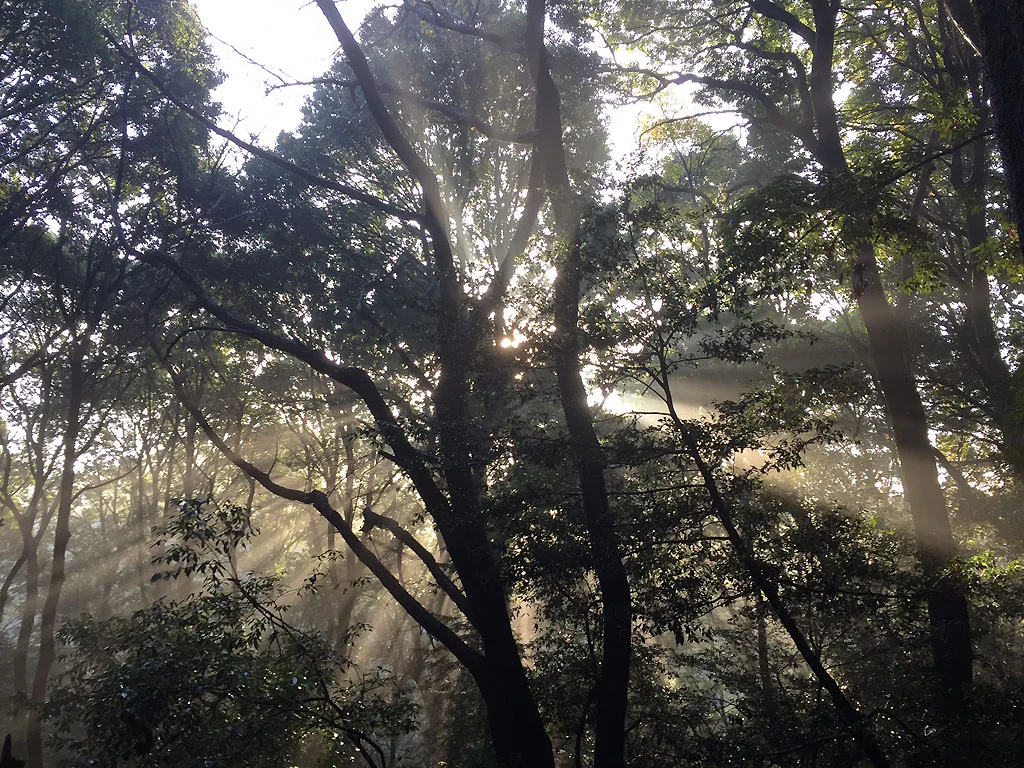 Morning sun