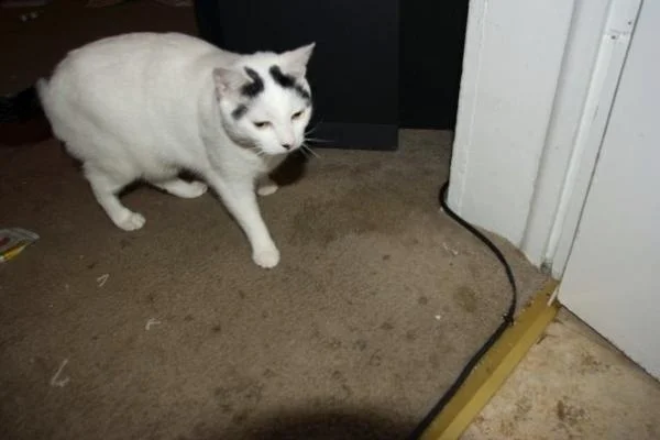 my cat