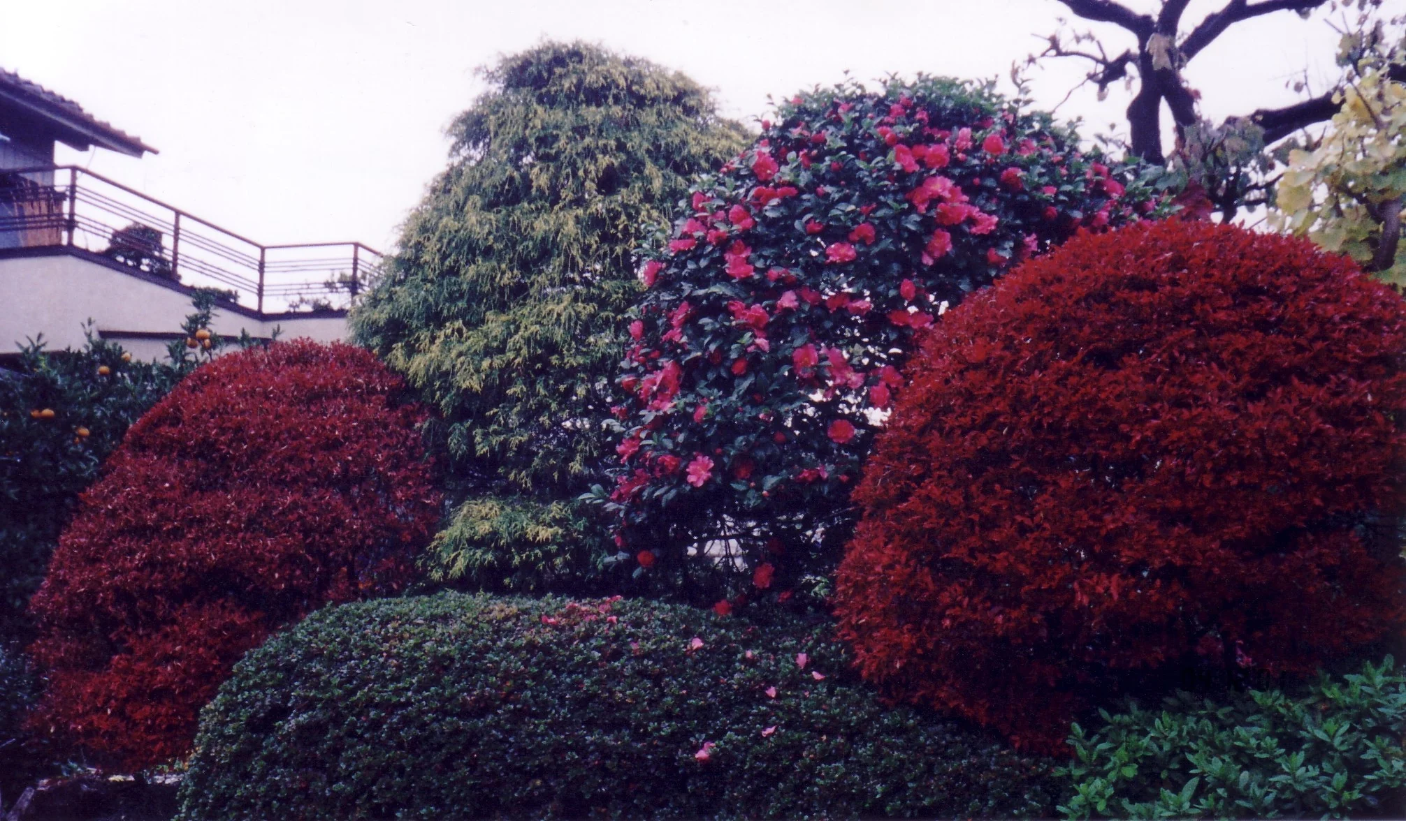 My_Nihon_223_
